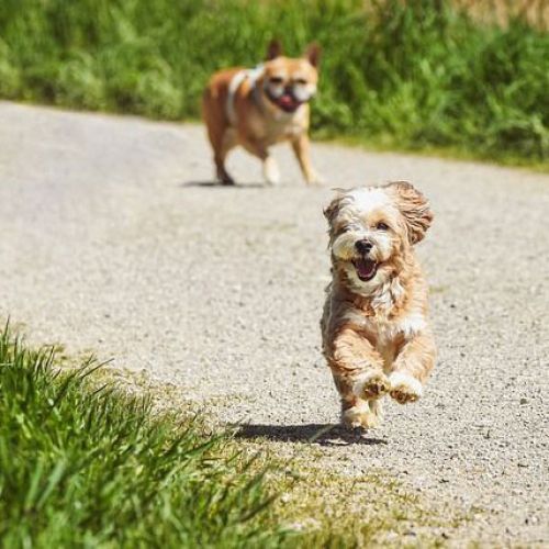 Hunde lieben wir. Gönnt Euch eine Auszeit mit Eurem Vierbeiner